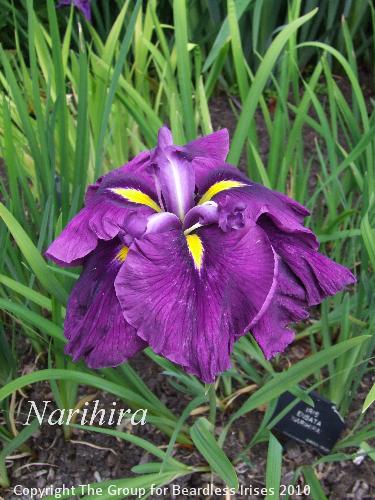 DSCF7405 - Narihira